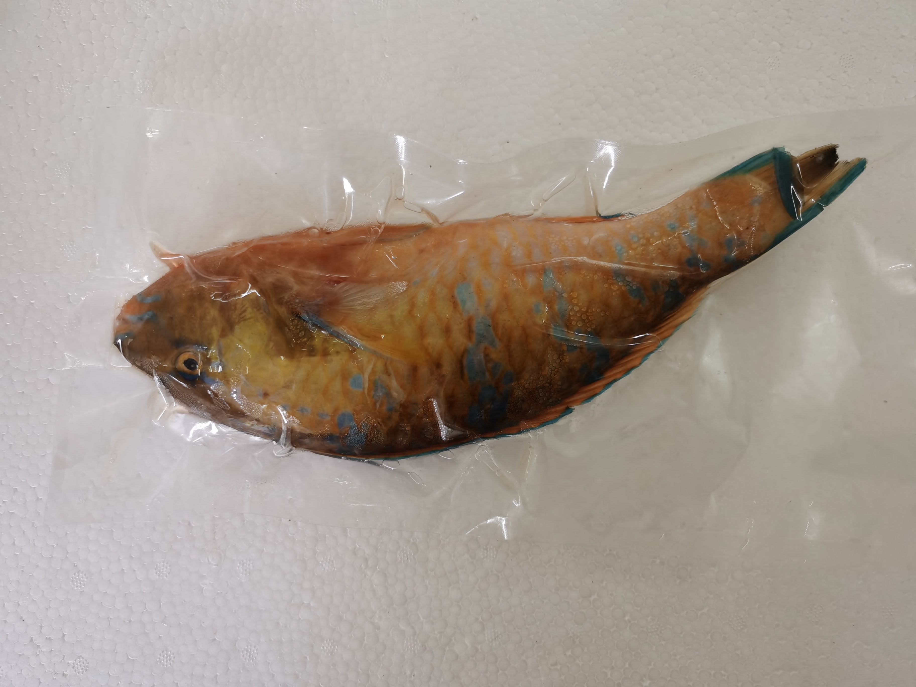 青衣鱼 深海名贵鱼黄衣鱼-冷冻黄衣鱼批发-西沙渔船海鱼直销