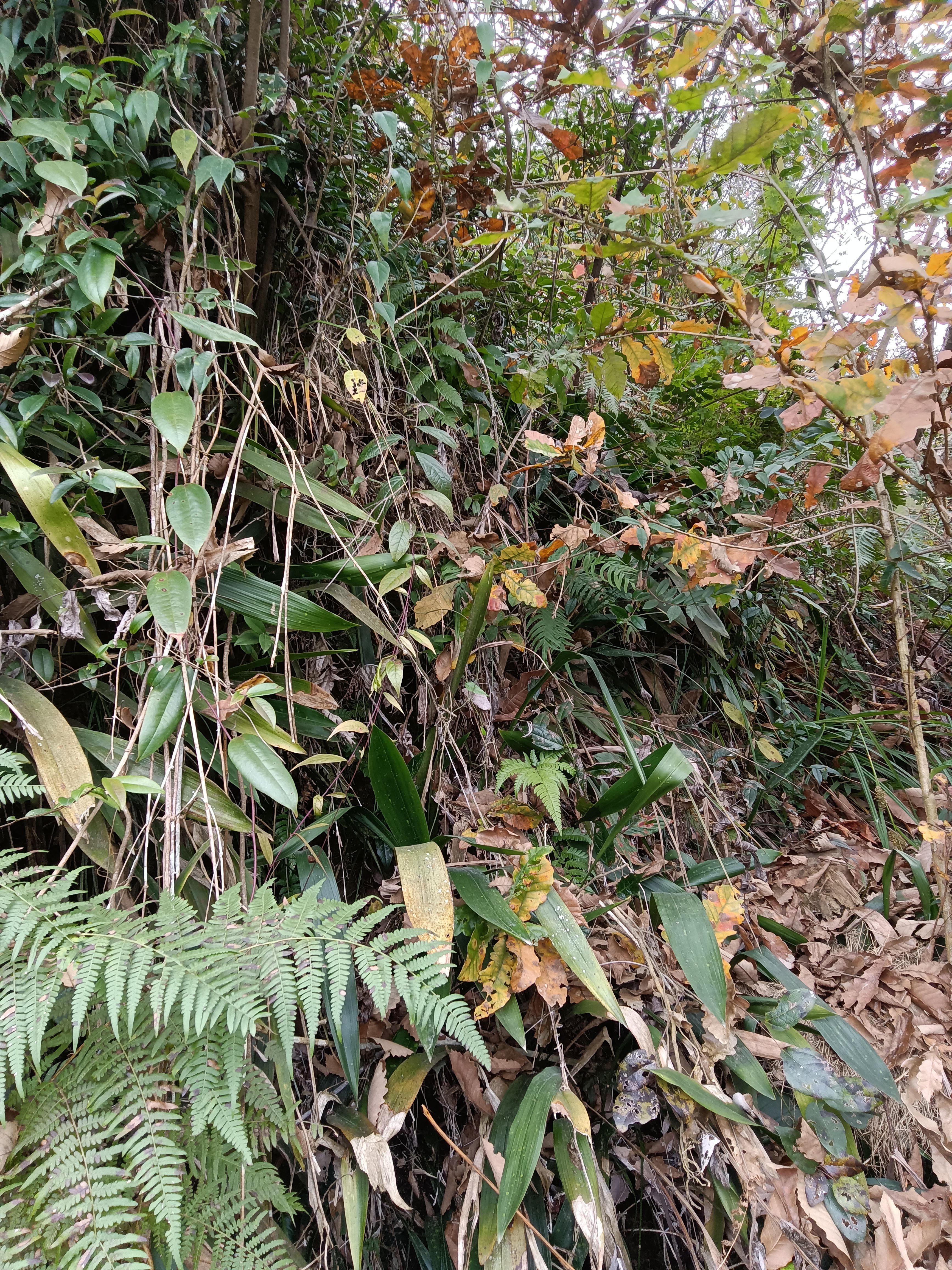 竹根七 蜘蛛抱蛋