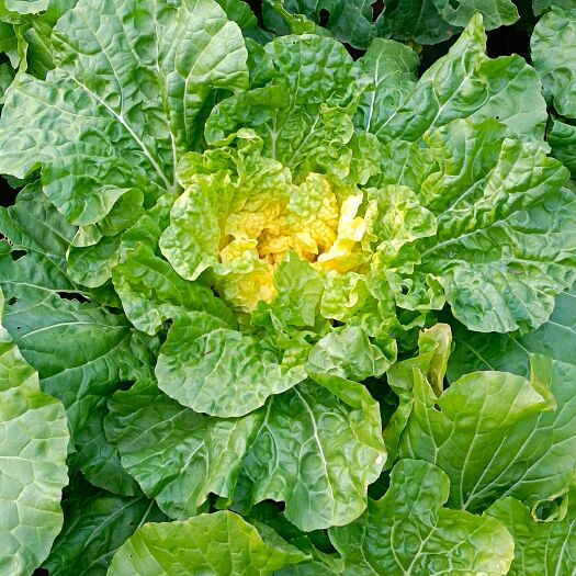 当阳市 金凤凰黄心大白菜甜白菜