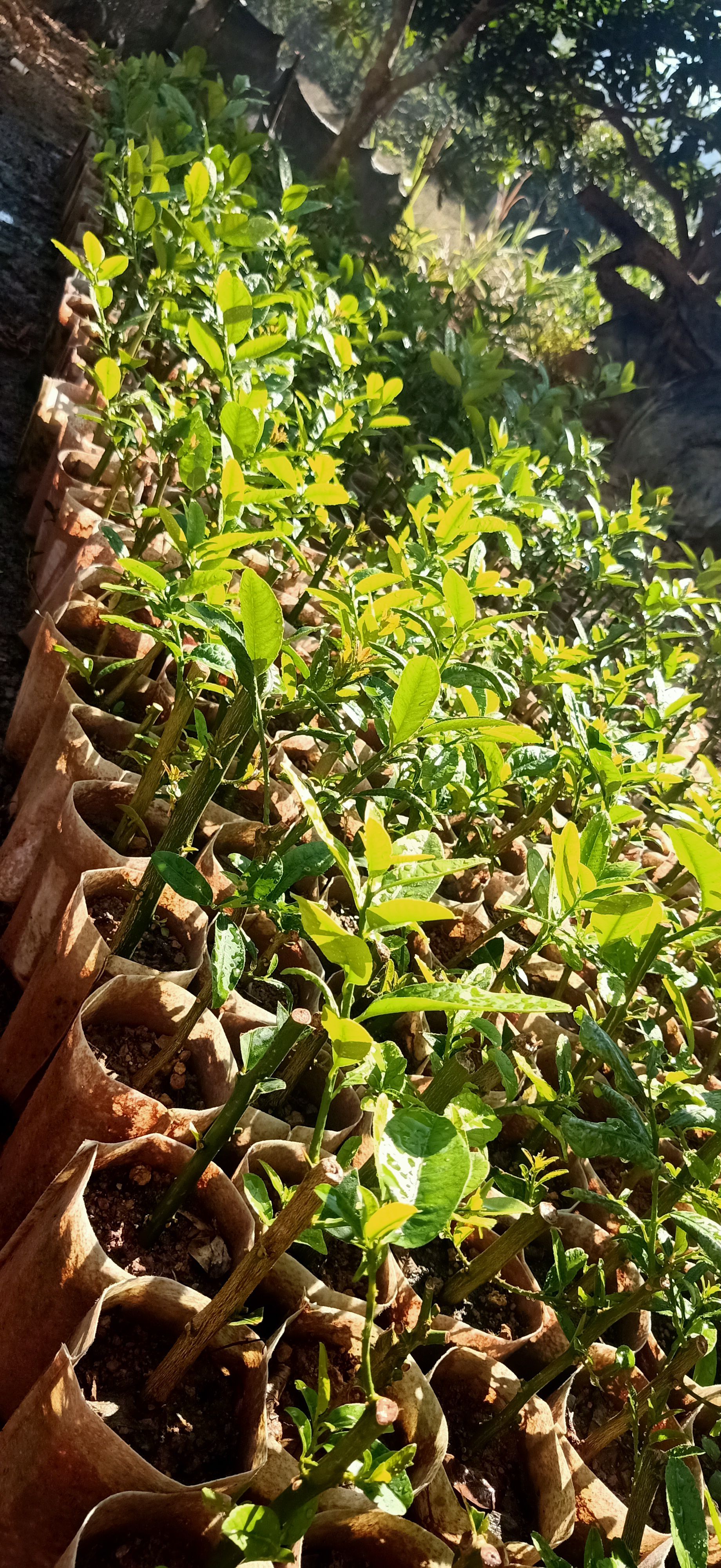 广东香水柠檬苗扦插杯苗