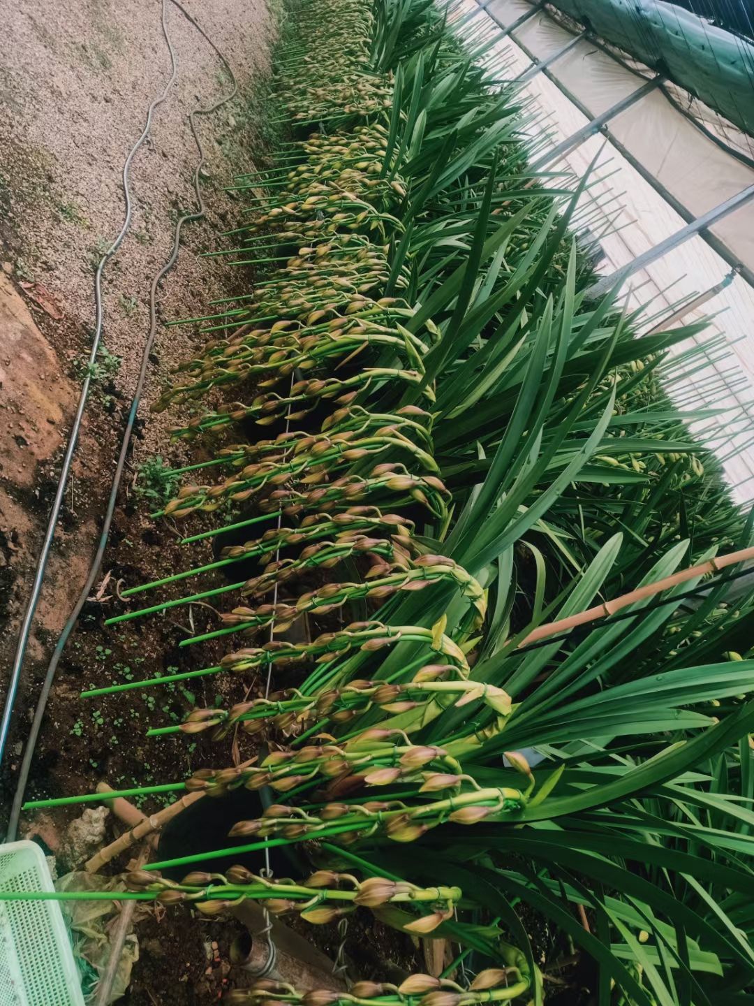 专业种植基地批发大花蕙兰