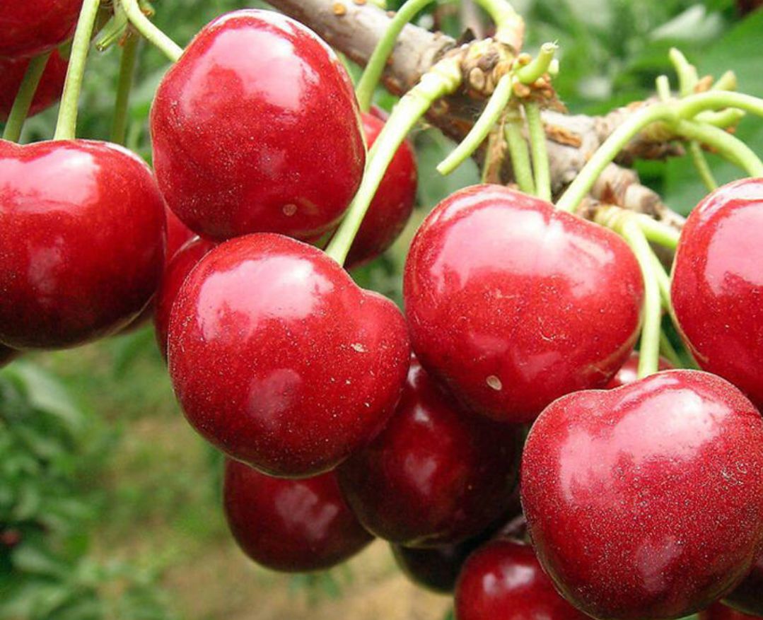 乌克兰樱桃苗，早熟品种耐运输1公分以上的统苗