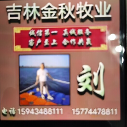 东丰县西门塔尔牛 500-800斤 母牛 牛犊 6-7月龄 
