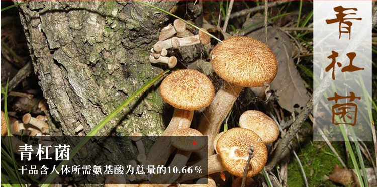 四川的青杠菌干片生长在海拔3000米以上