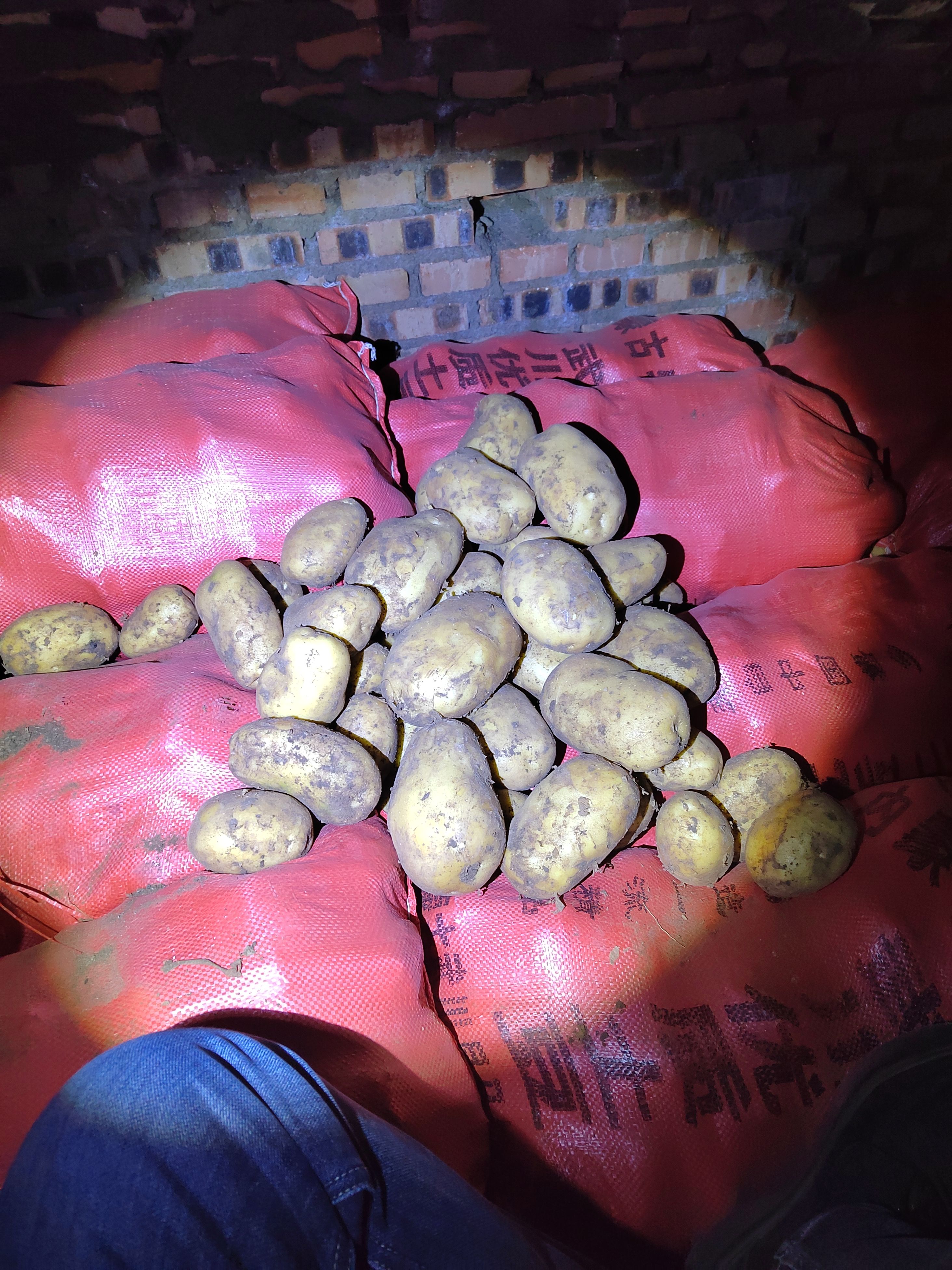 黄心土豆 沽源微七土豆 三优货