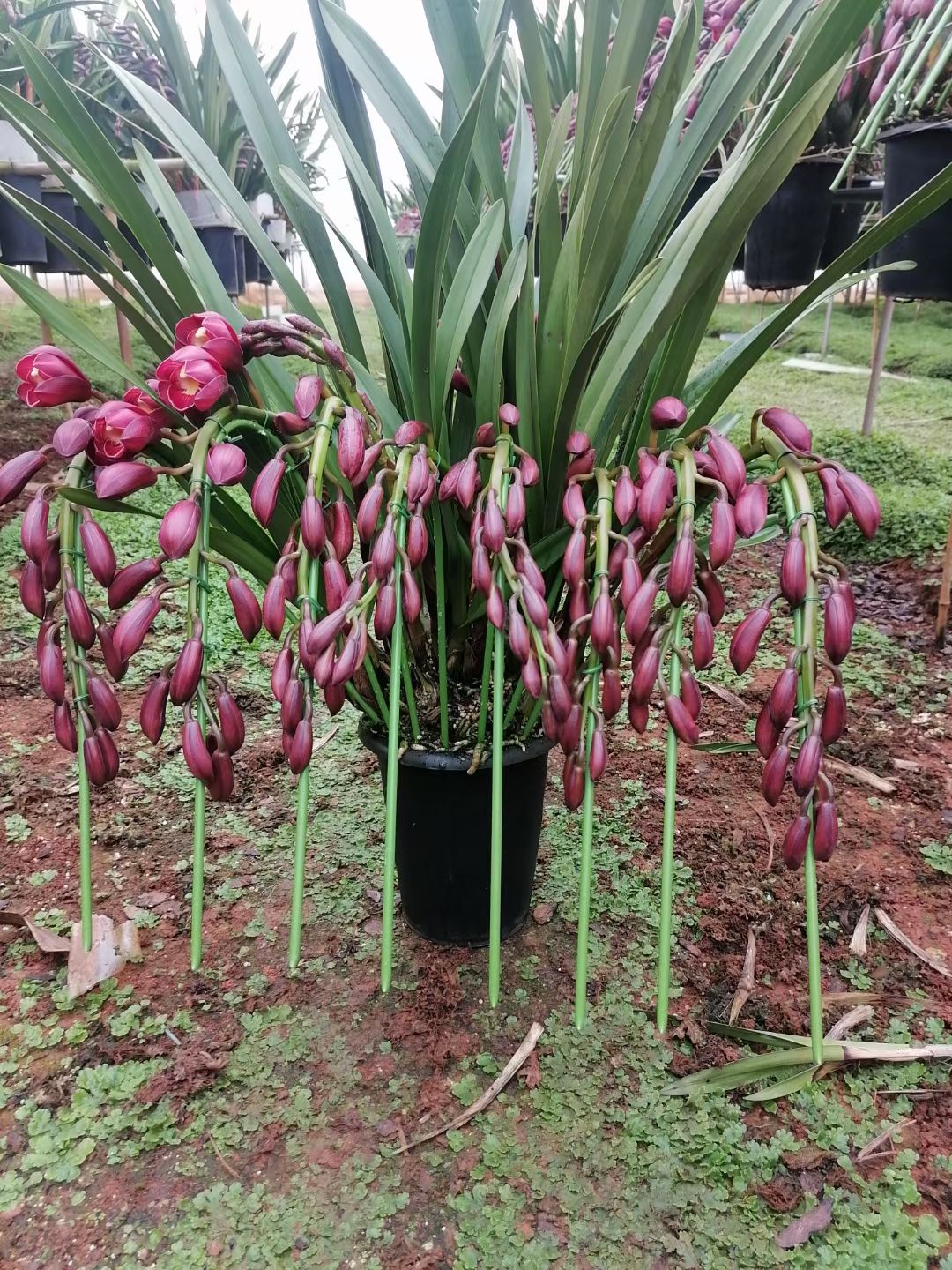 专业种植基地批发大花蕙兰