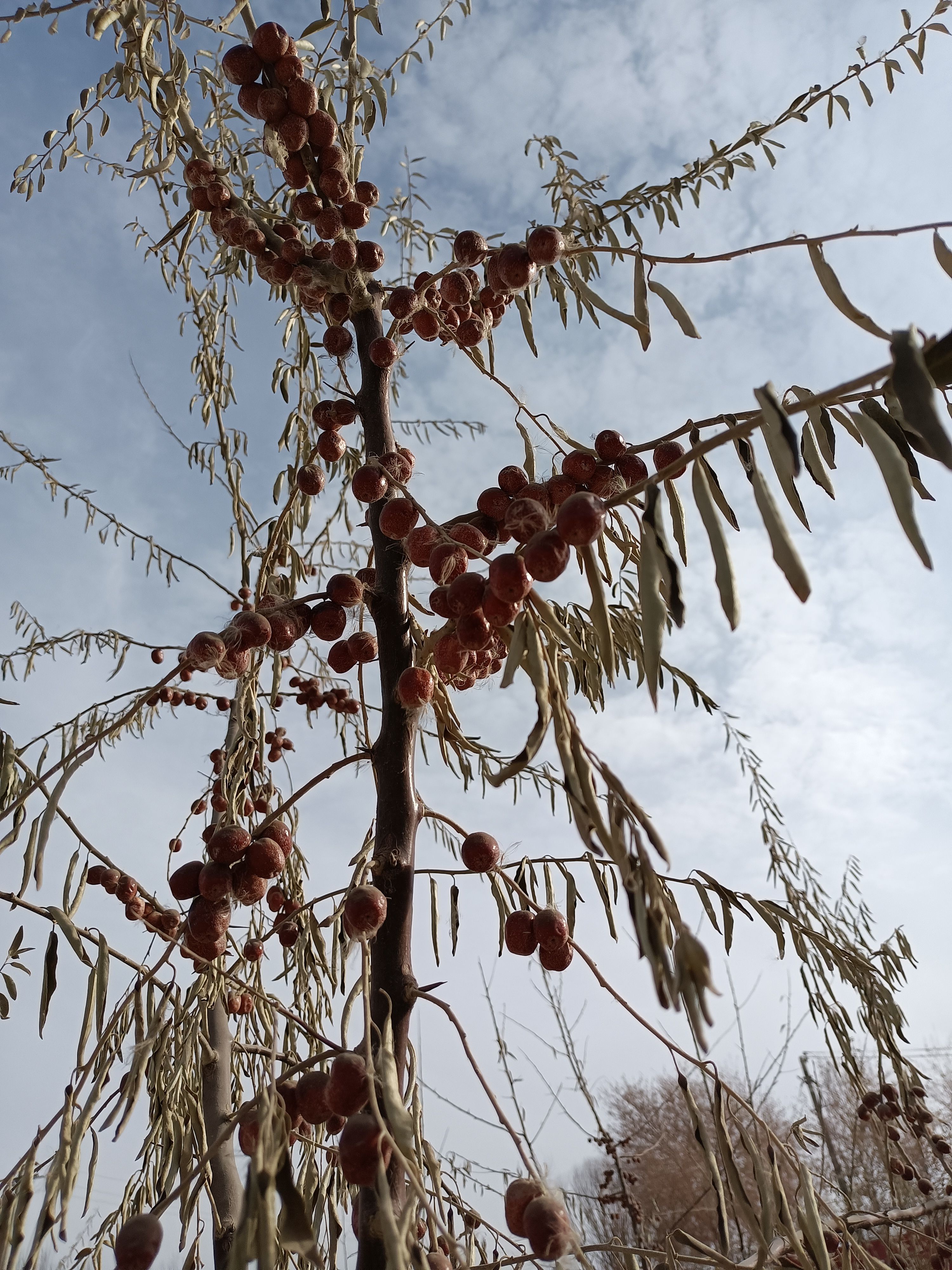 新疆喀什岳普湖县沙枣