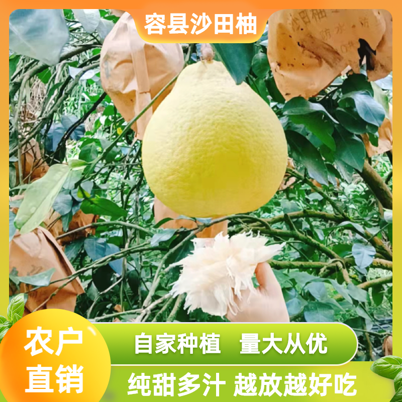 沙田柚！容县正宗自家自产自销的容县沙田柚50斤