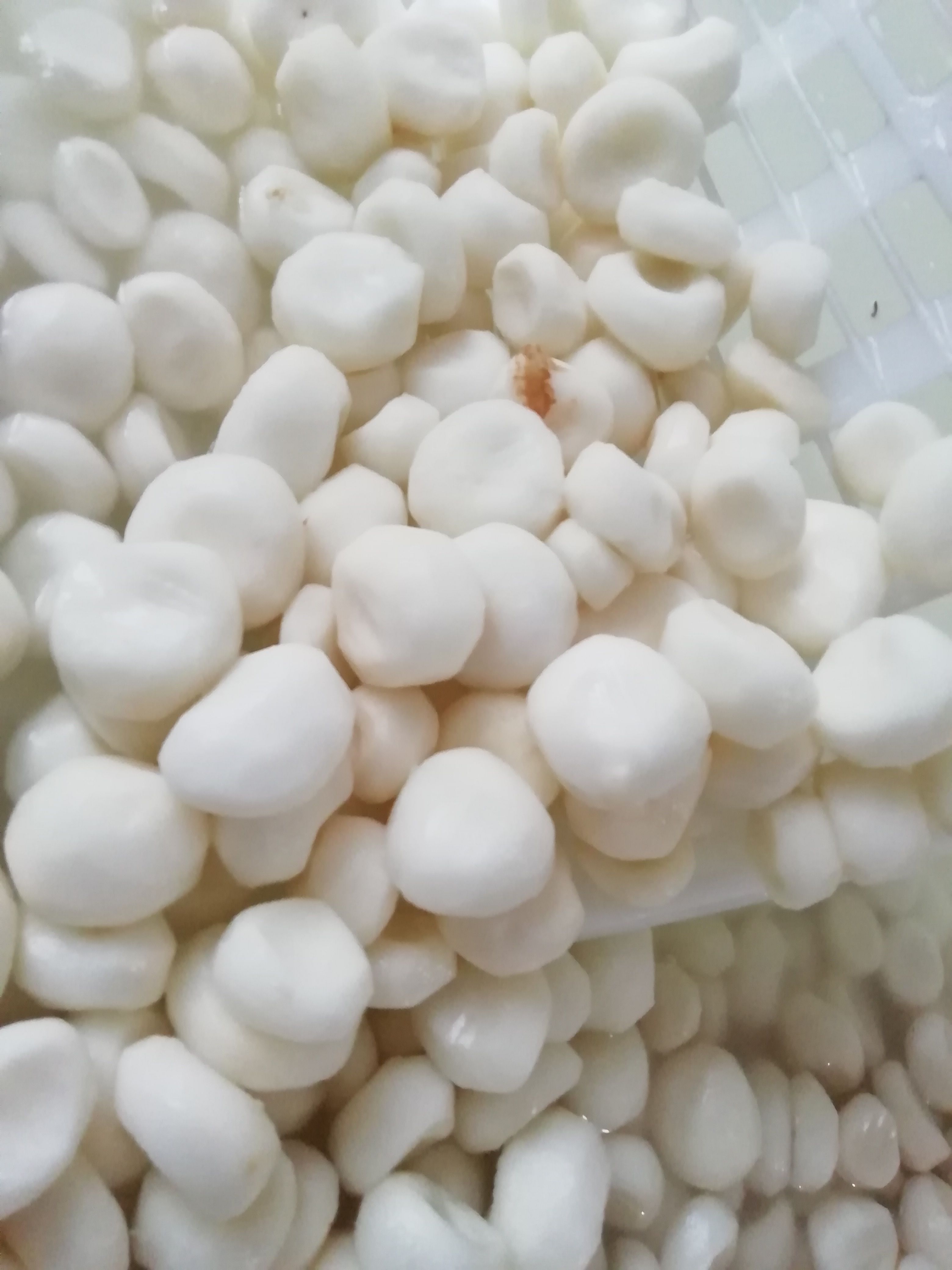 马蹄荔浦马蹄白马蹄精品马蹄肉又甜又脆口还化渣全年供应