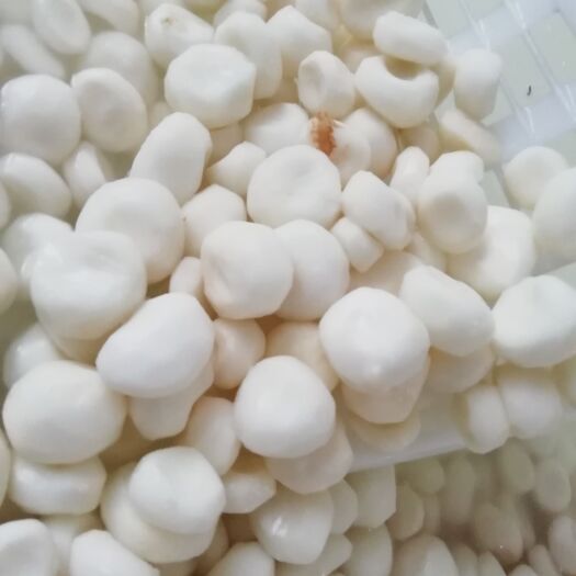 荔浦市马蹄荔浦马蹄白马蹄精品马蹄肉又甜又脆口还化渣全年供应
