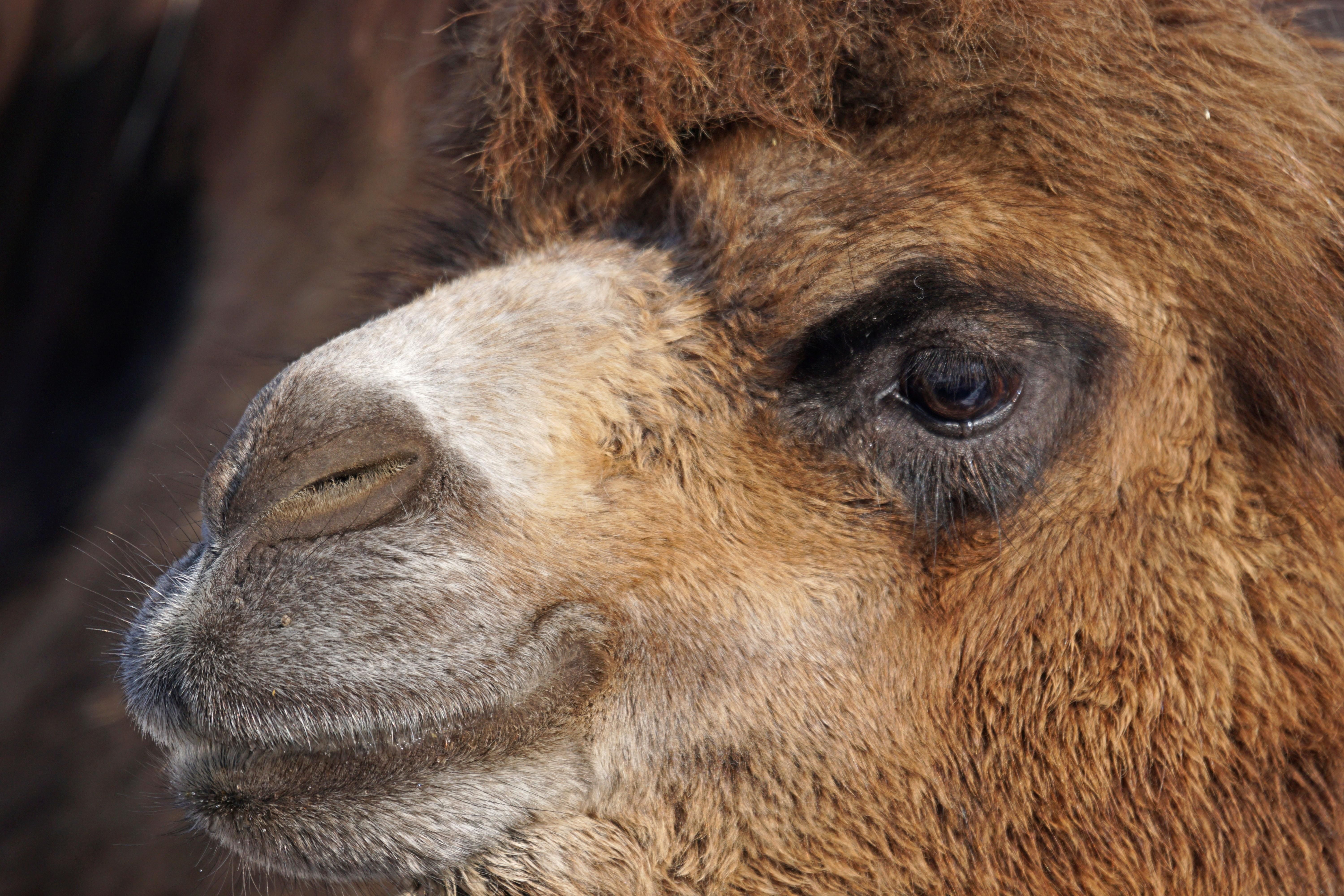 双峰驼 现宰骆驼头  带皮带毛，每只20至30斤空运配送 出售活骆驼