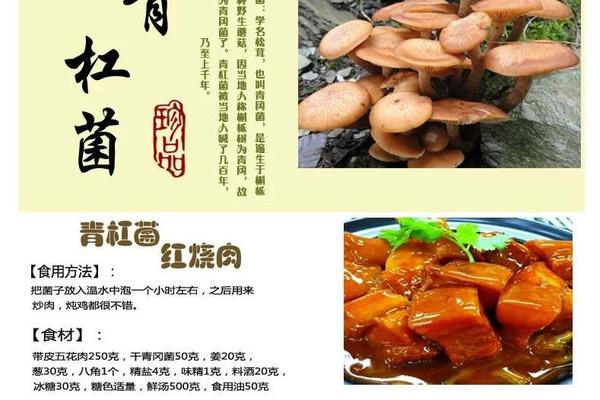 四川的青杠菌干片生长在海拔3000米以上