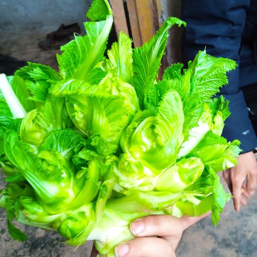 遂宁 精品儿菜