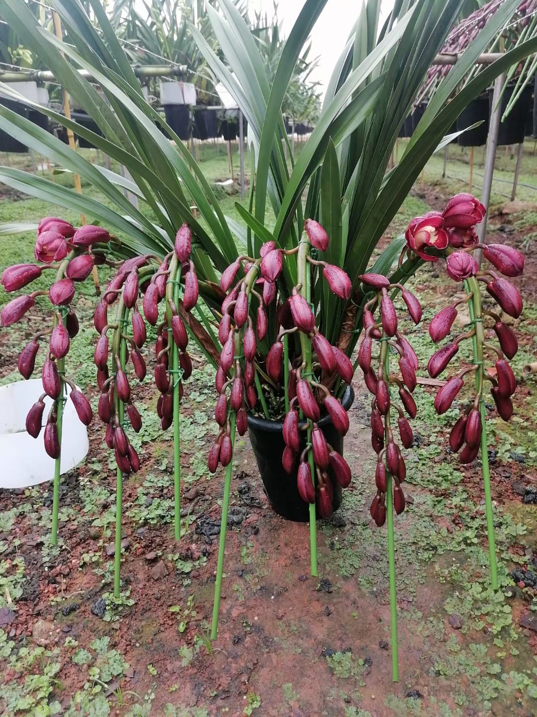 专业种植基地批发大花蕙兰