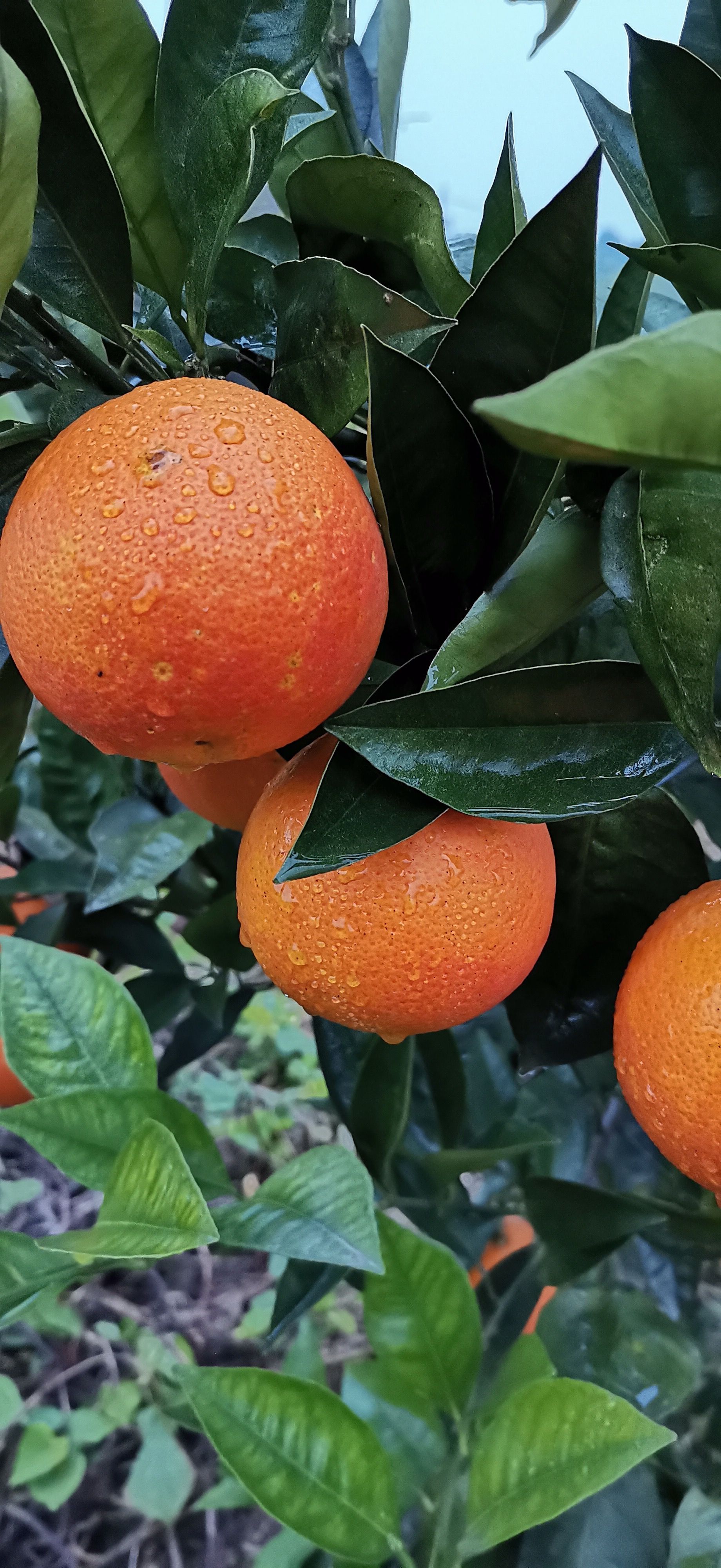 资中血橙  塔罗科血橙  耙耙柑  丑柑 产地供应链代发代