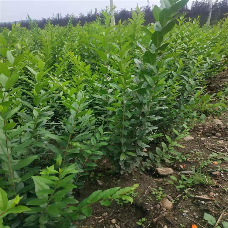 东北水蜡 水蜡基地供应绿叶水蜡50-1米规格齐全长势健壮移栽成活率高