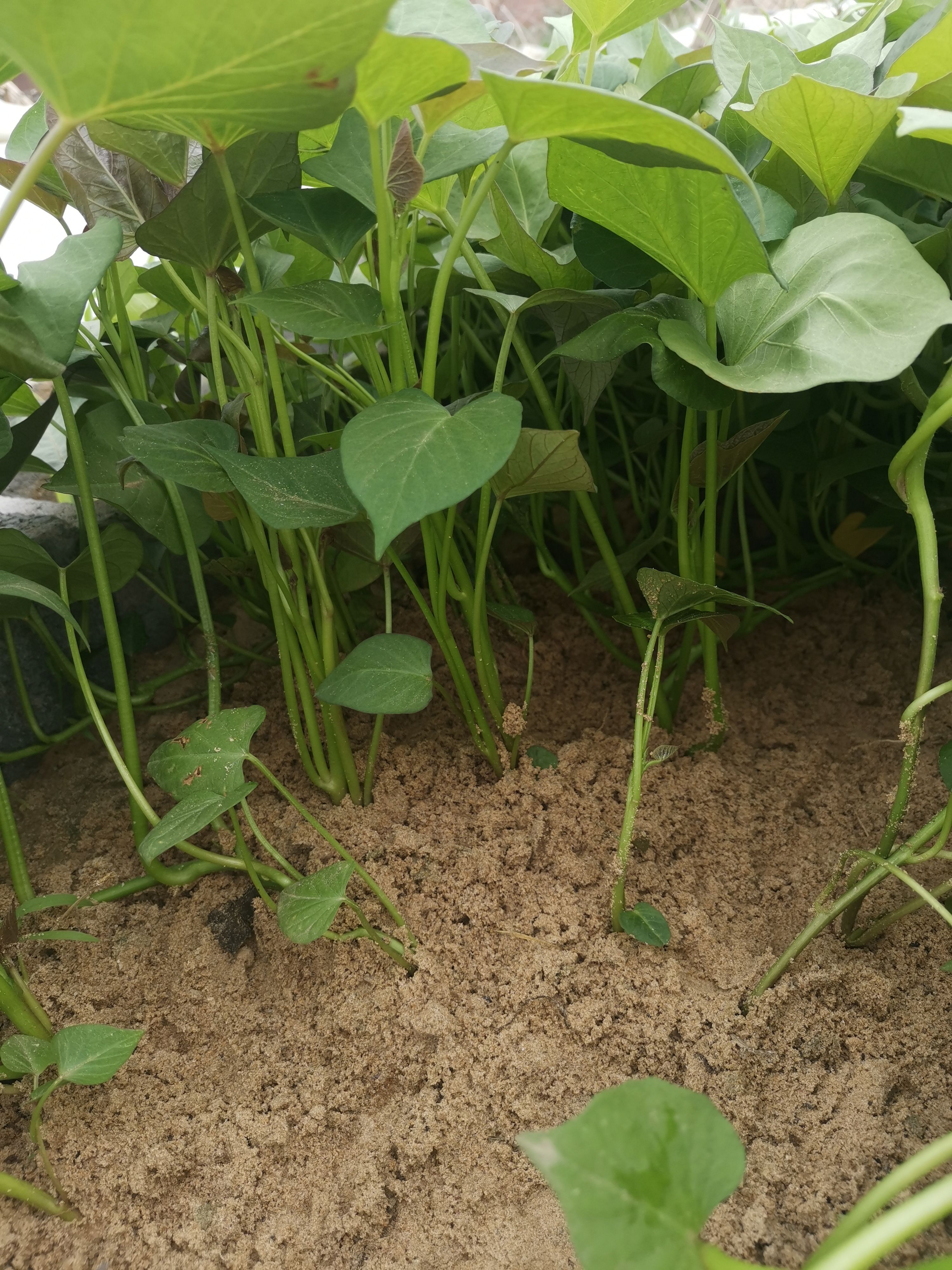 唐山滦州优质红薯苗基地直供新鲜健康种苗蔬菜种植好帮手