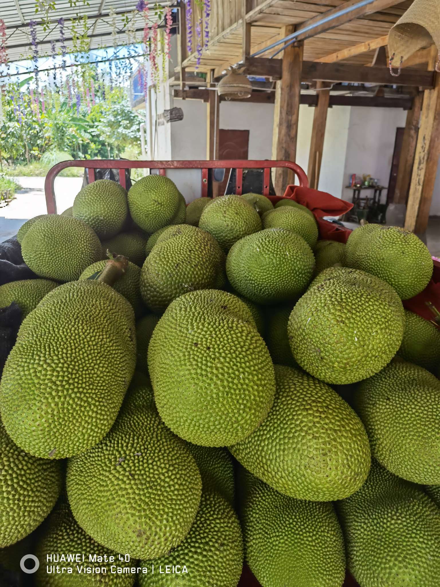 版纳恒绿菠萝蜜