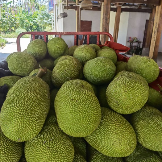 勐海县版纳恒绿菠萝蜜