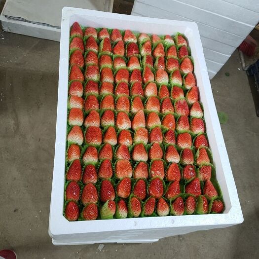 邳州市妙香草莓    牛奶草莓