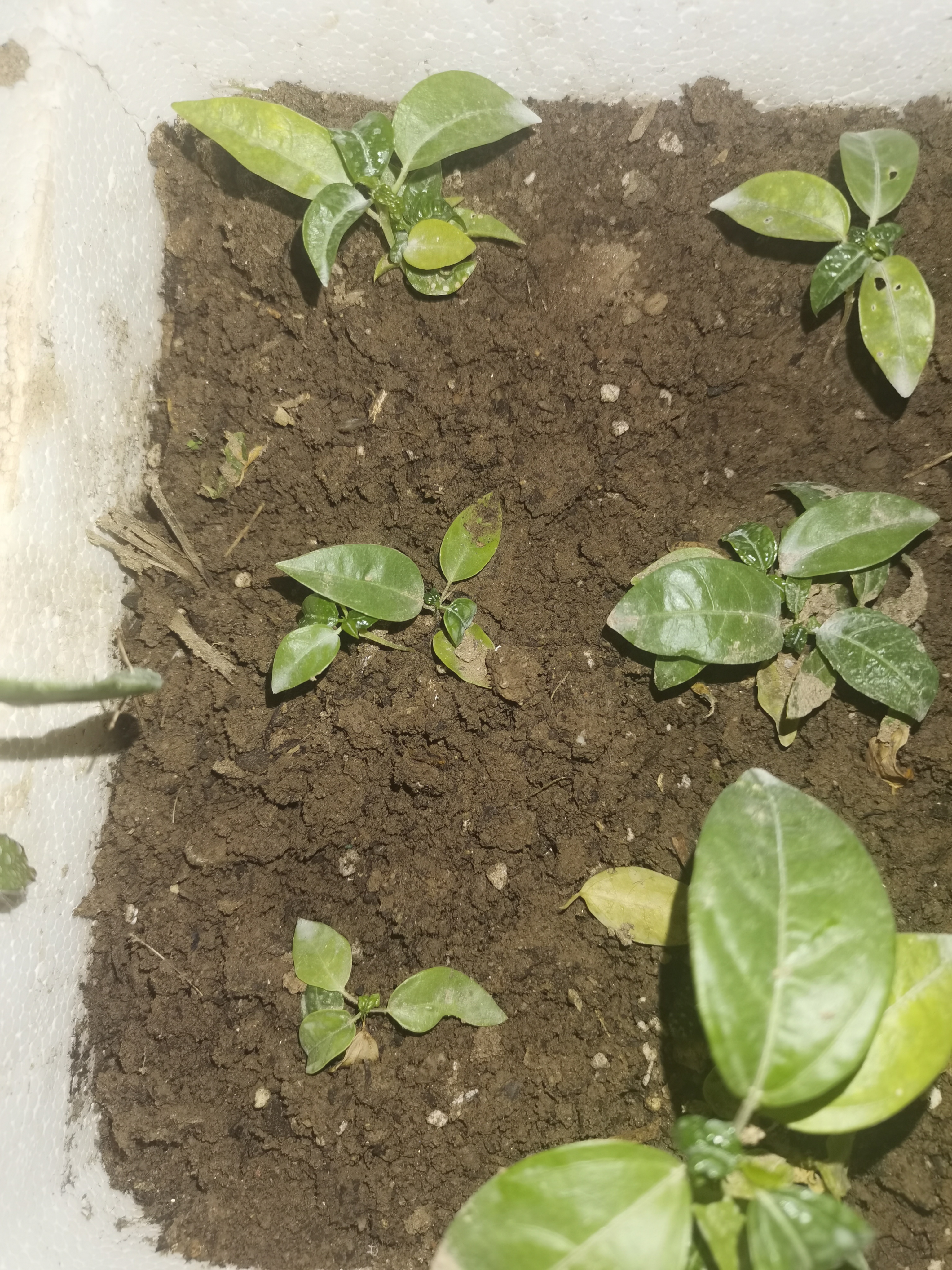 老师您好想咨询一下刚移植的百香果小苗新发的叶片发皱是土壤的原因