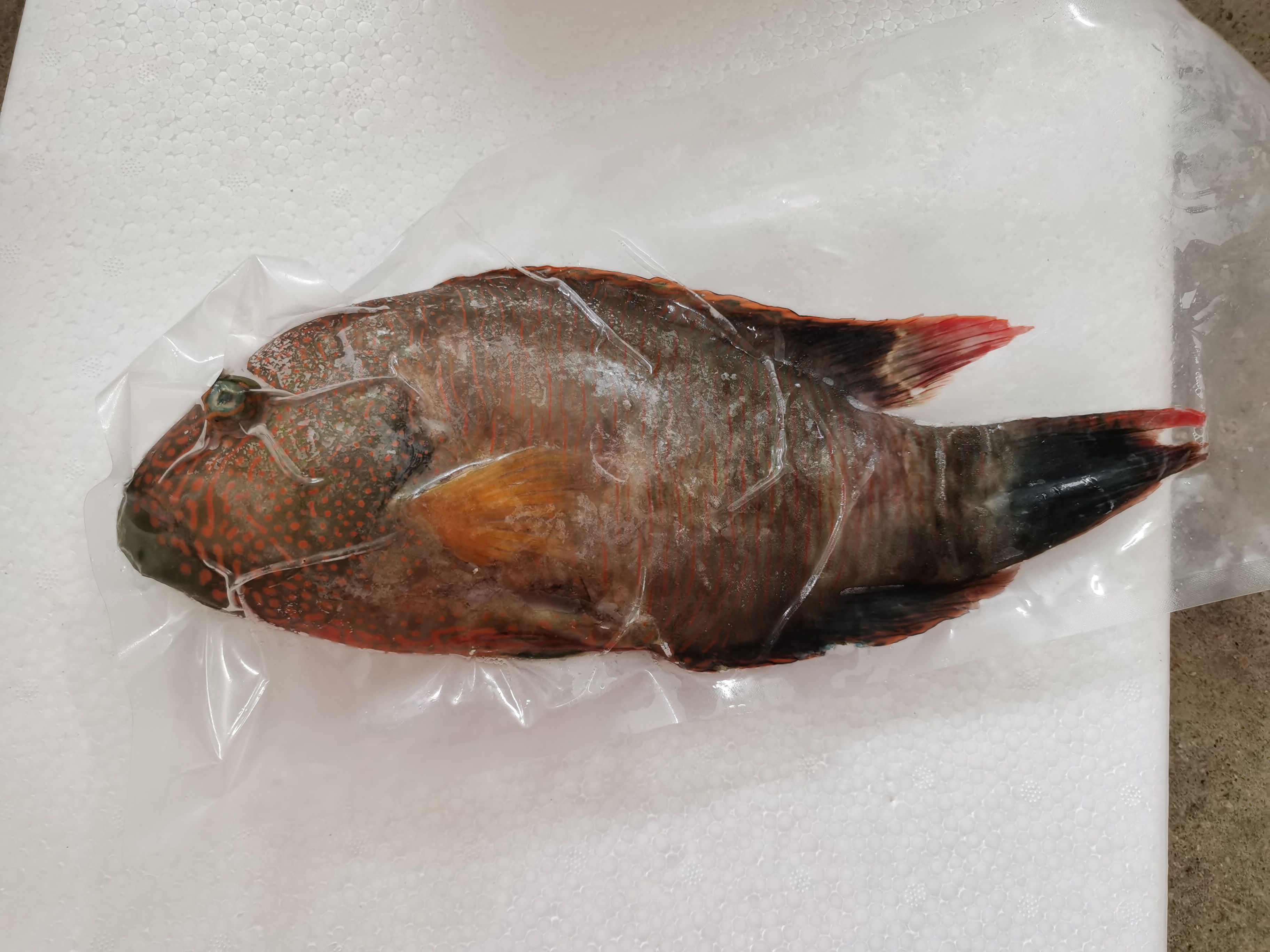 西沙彩眉鱼-南海彩眉-学名为三叶唇鱼-冷冻彩眉