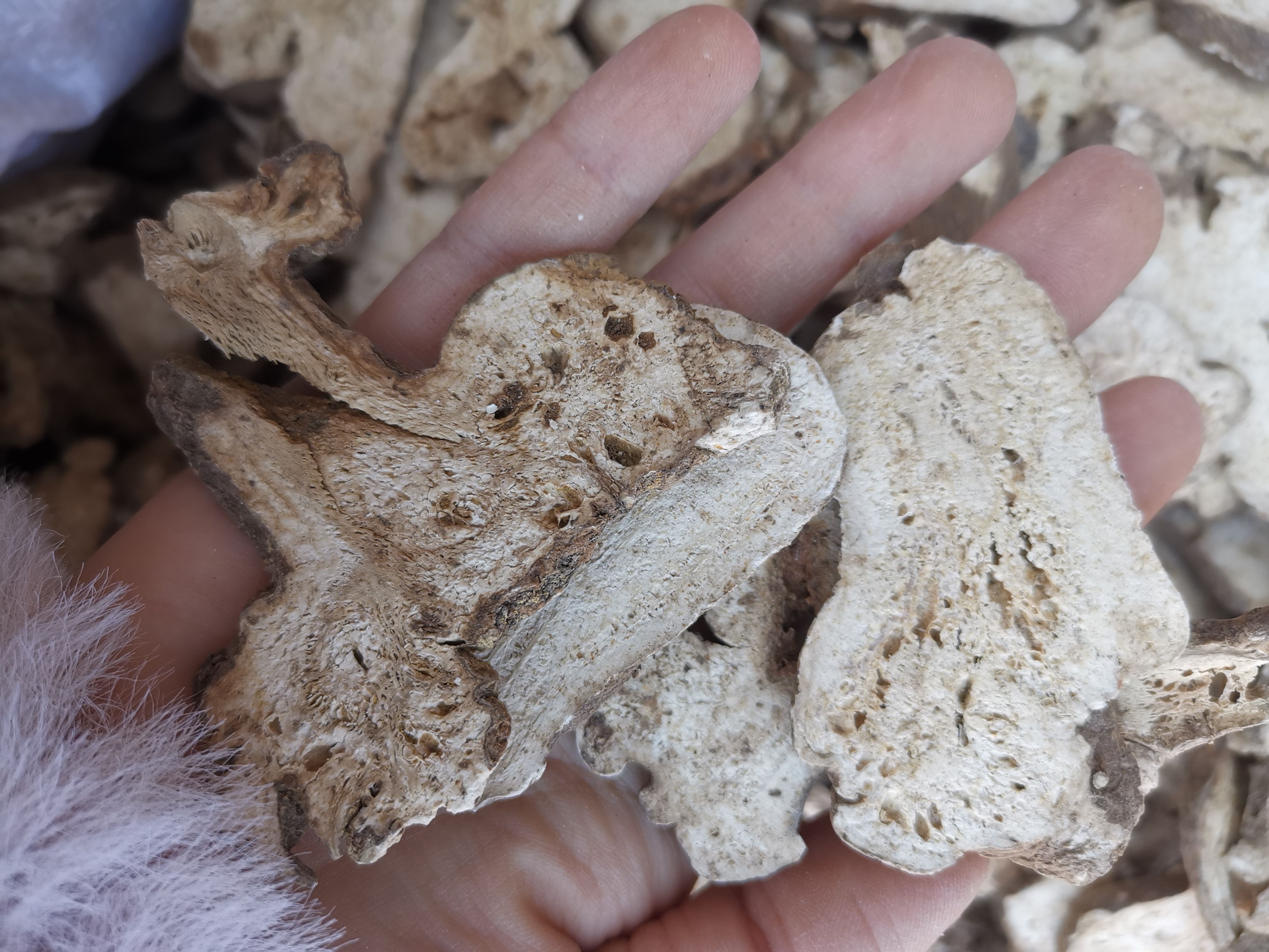 生白术 白术 无硫净货白术片 规格齐全产地直销可供大货批发零