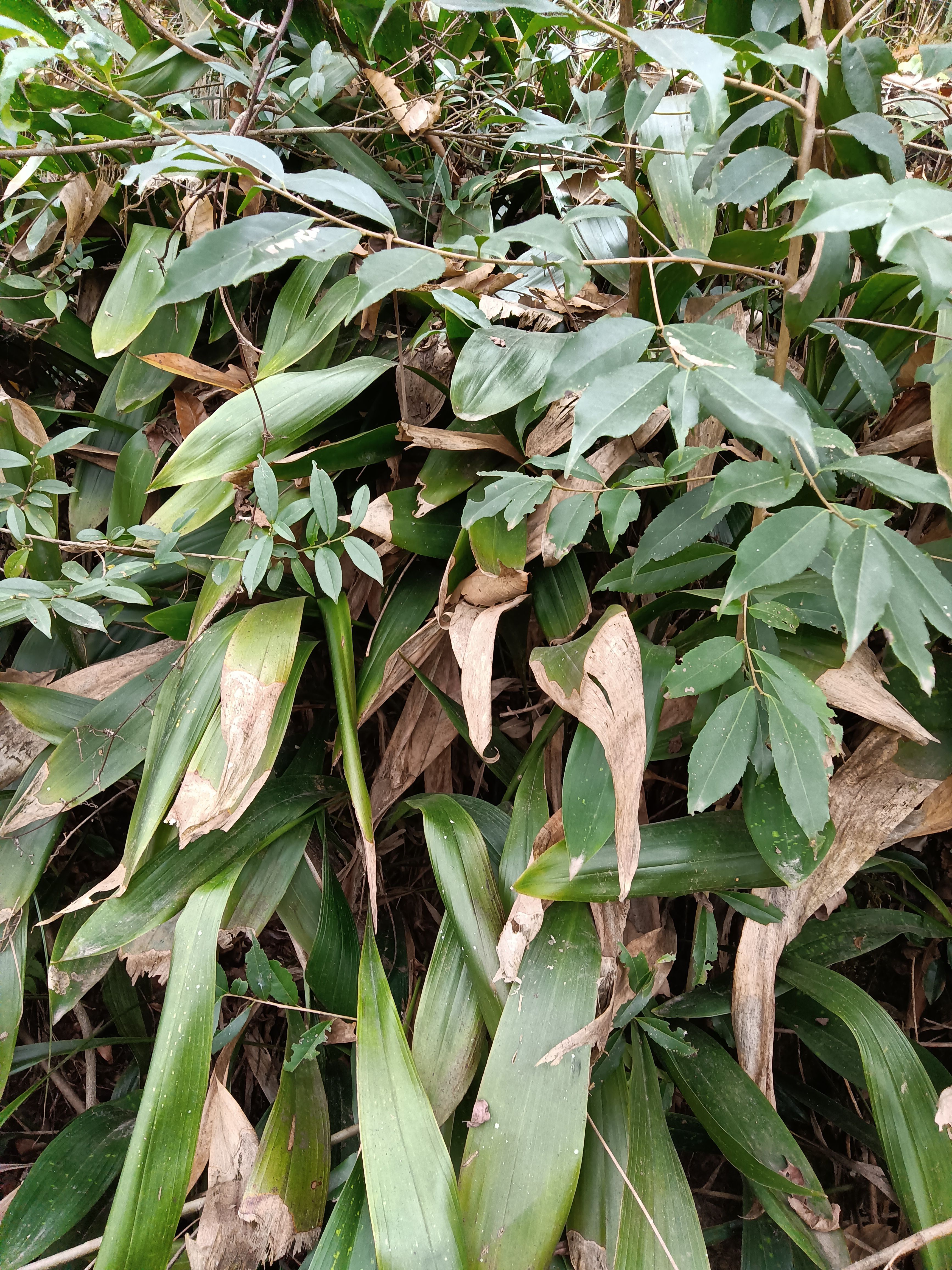 竹根七 蜘蛛抱蛋