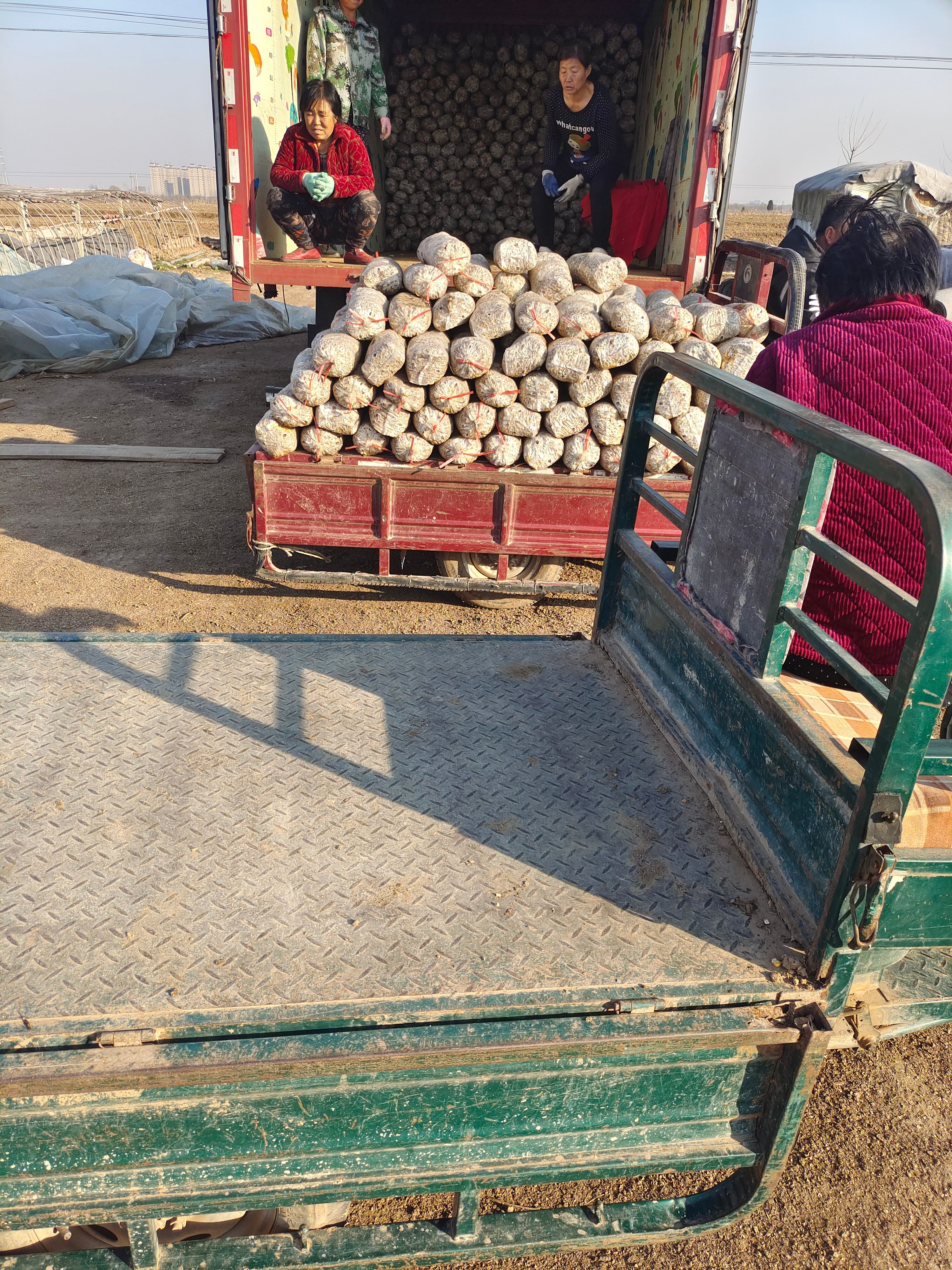 平菇菌种  ，菌包。