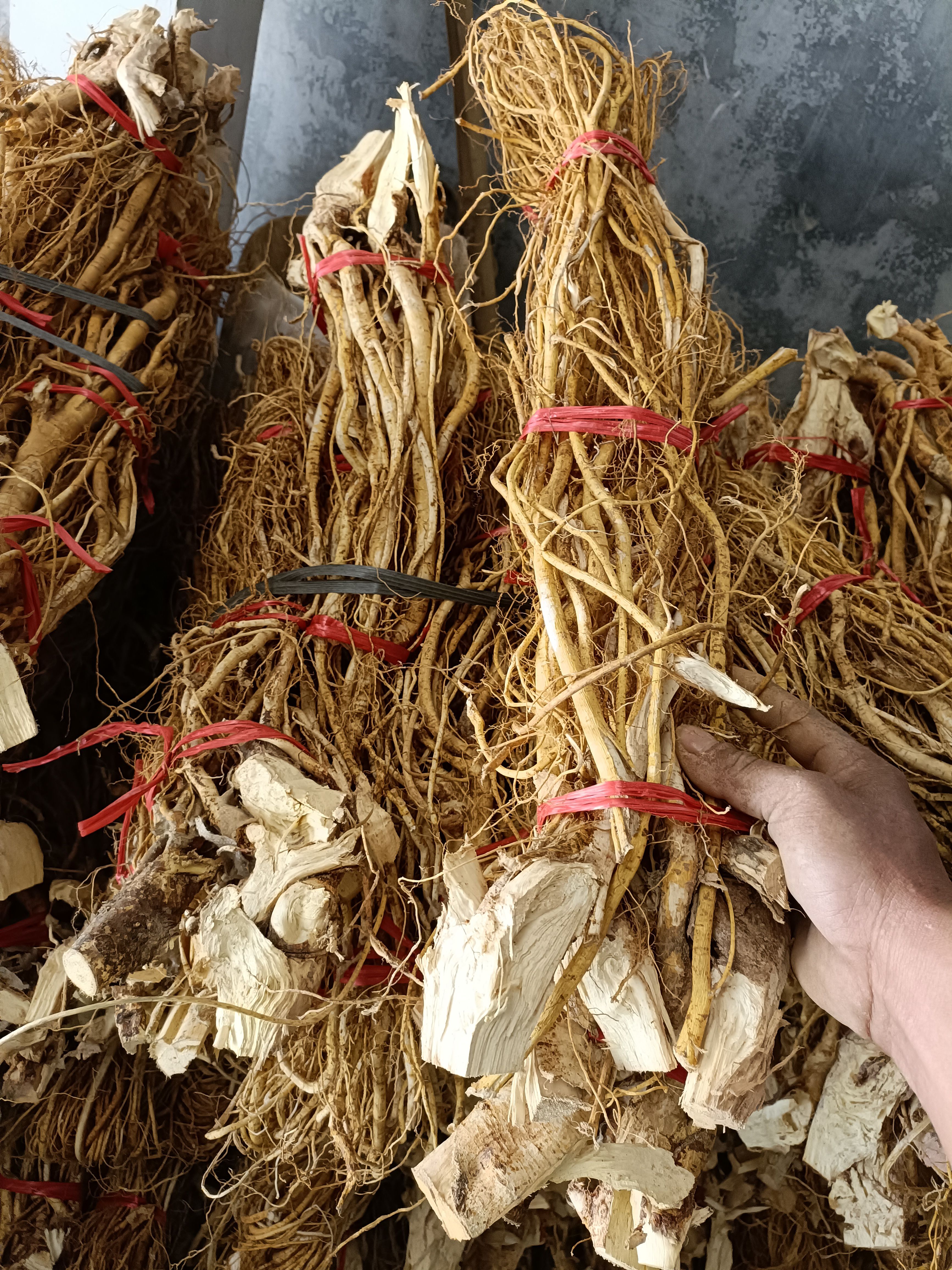 五指毛桃根