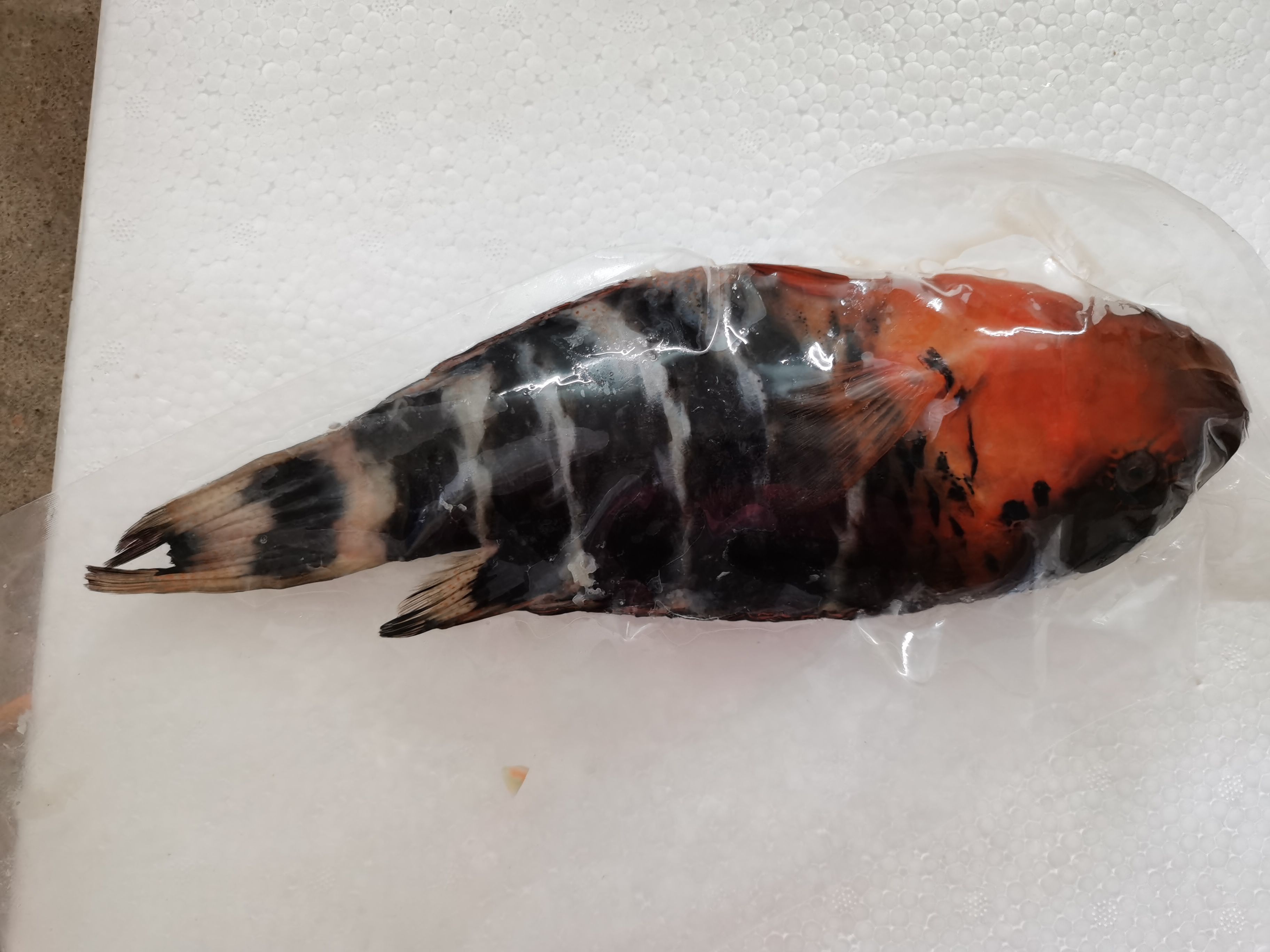 西沙彩眉鱼-南海彩眉-学名为三叶唇鱼-冷冻彩眉