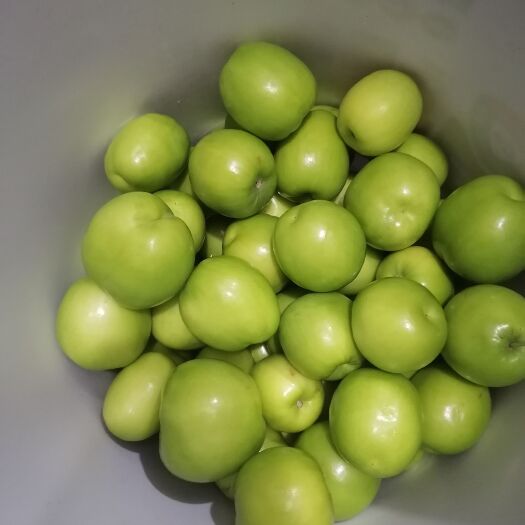  大青枣  又名冬枣