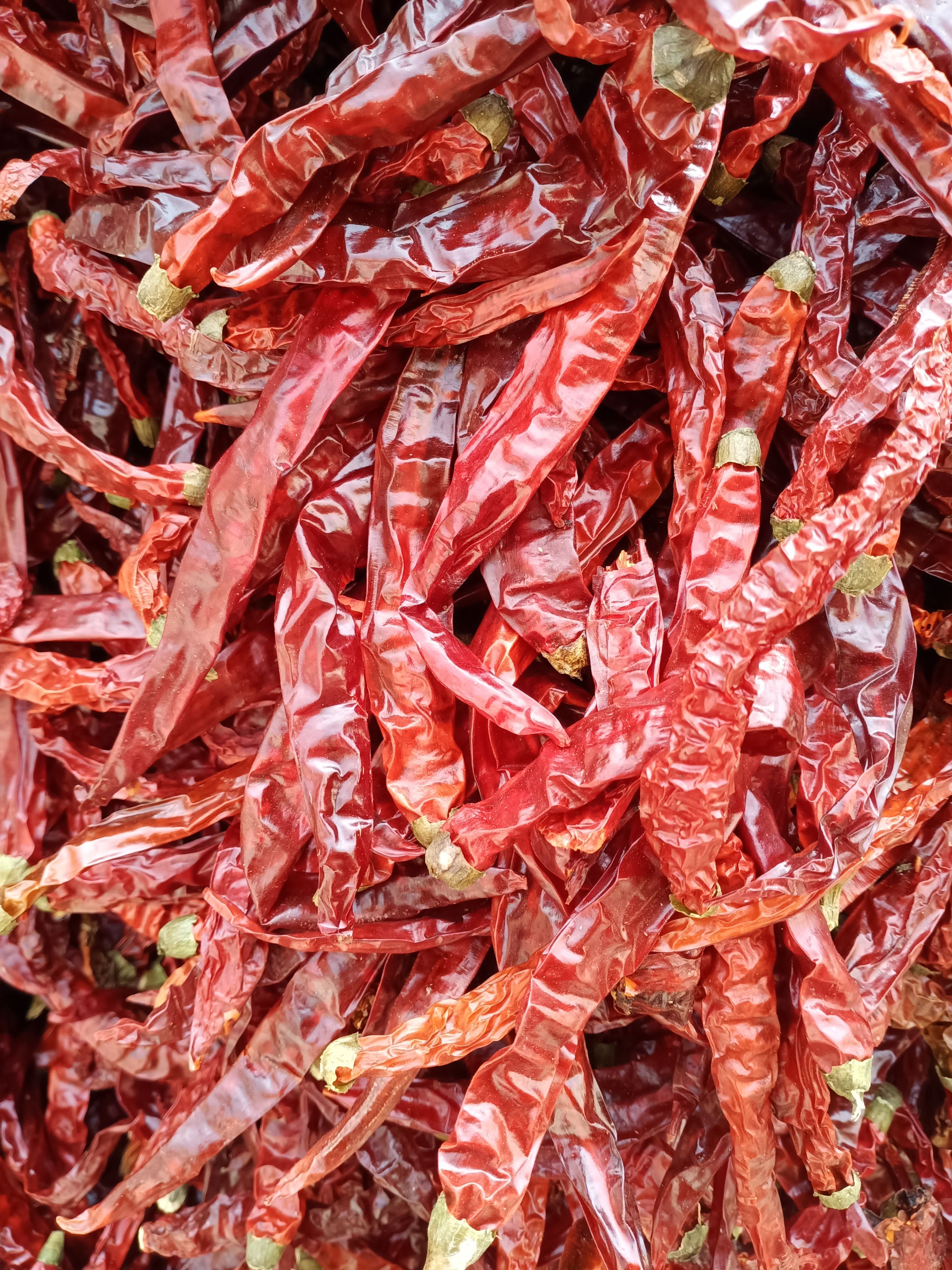 贵州遵义二荆条新货 (火锅提红油，微辣型)