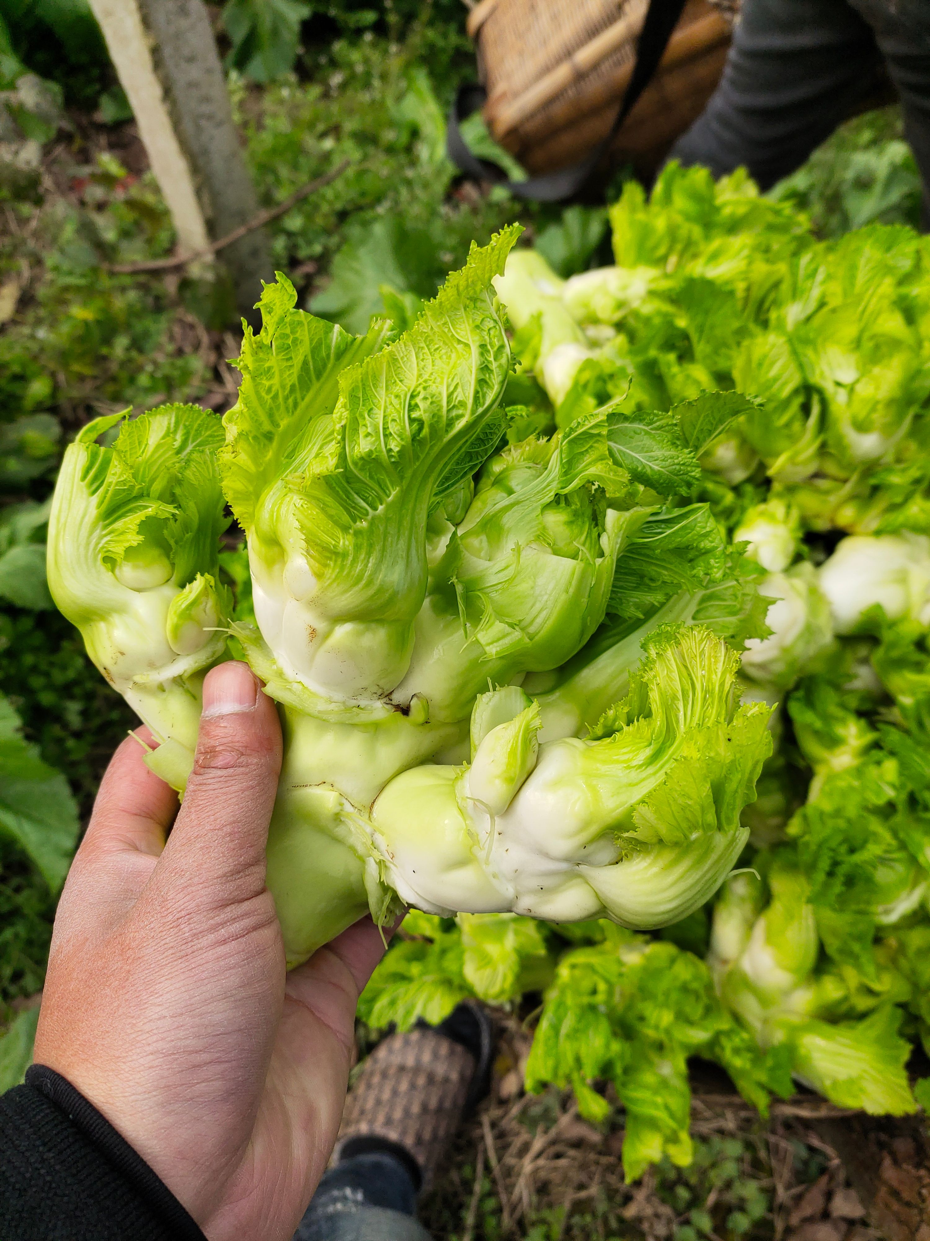 儿菜大量上市，基地500亩，品质好，价格实惠，