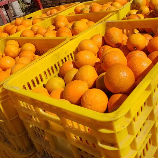 富川县纽荷尔脐橙 自家果园脐橙，少面积种植只施肥打农药、没有添加剂。