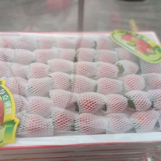 乐亭县天仙醉草莓 草莓