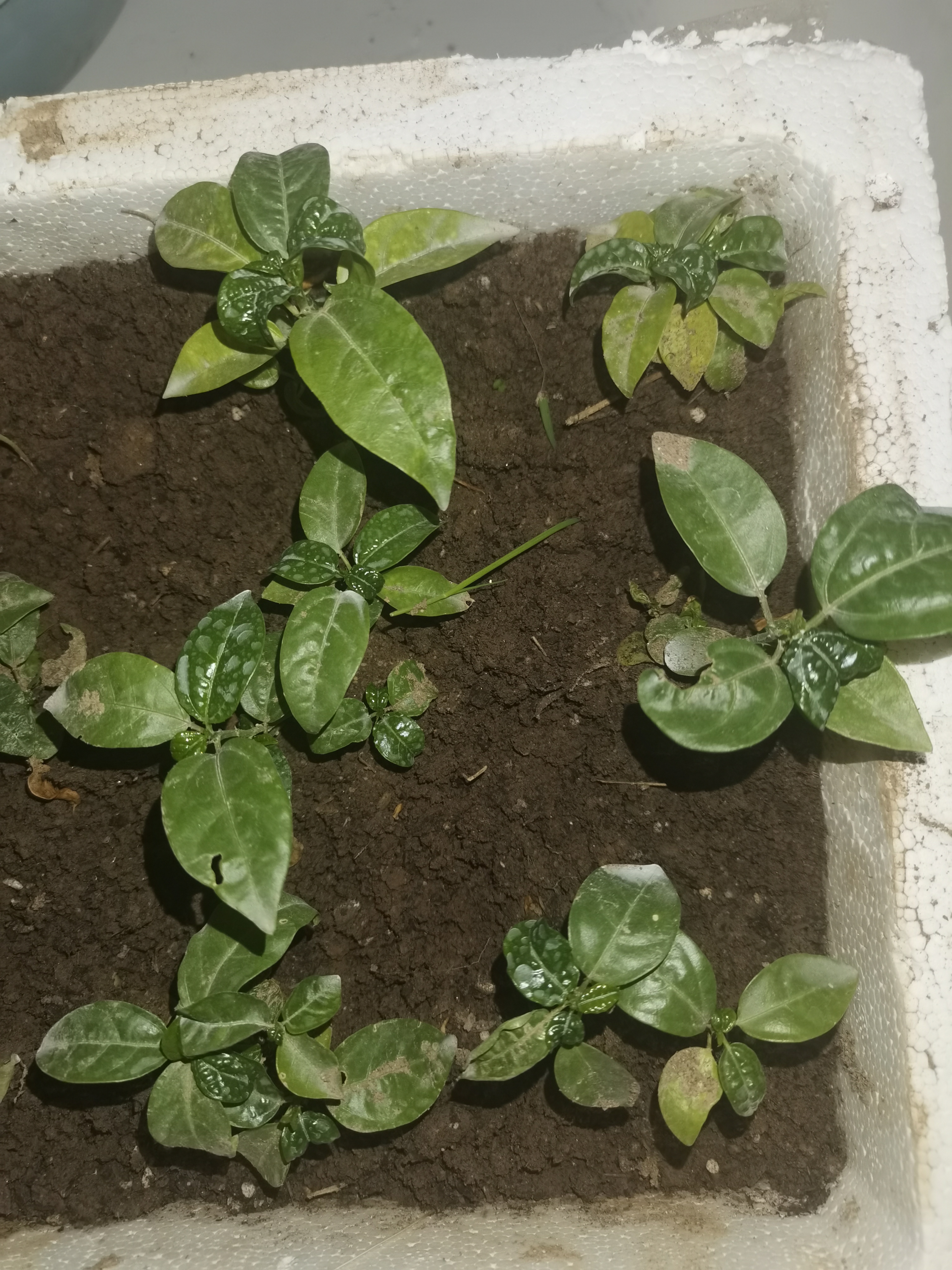 老师您好想咨询一下刚移植的百香果小苗新发的叶片发皱是土壤的原因