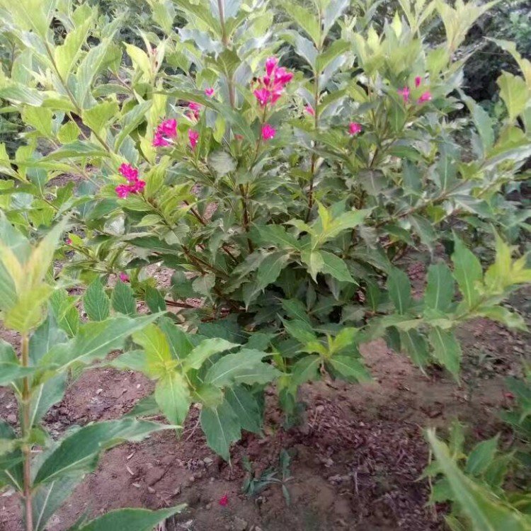 锦带花 沐屿森 红王子锦3-4分枝带枝条粗壮耐寒耐旱庭院绿化苗木
