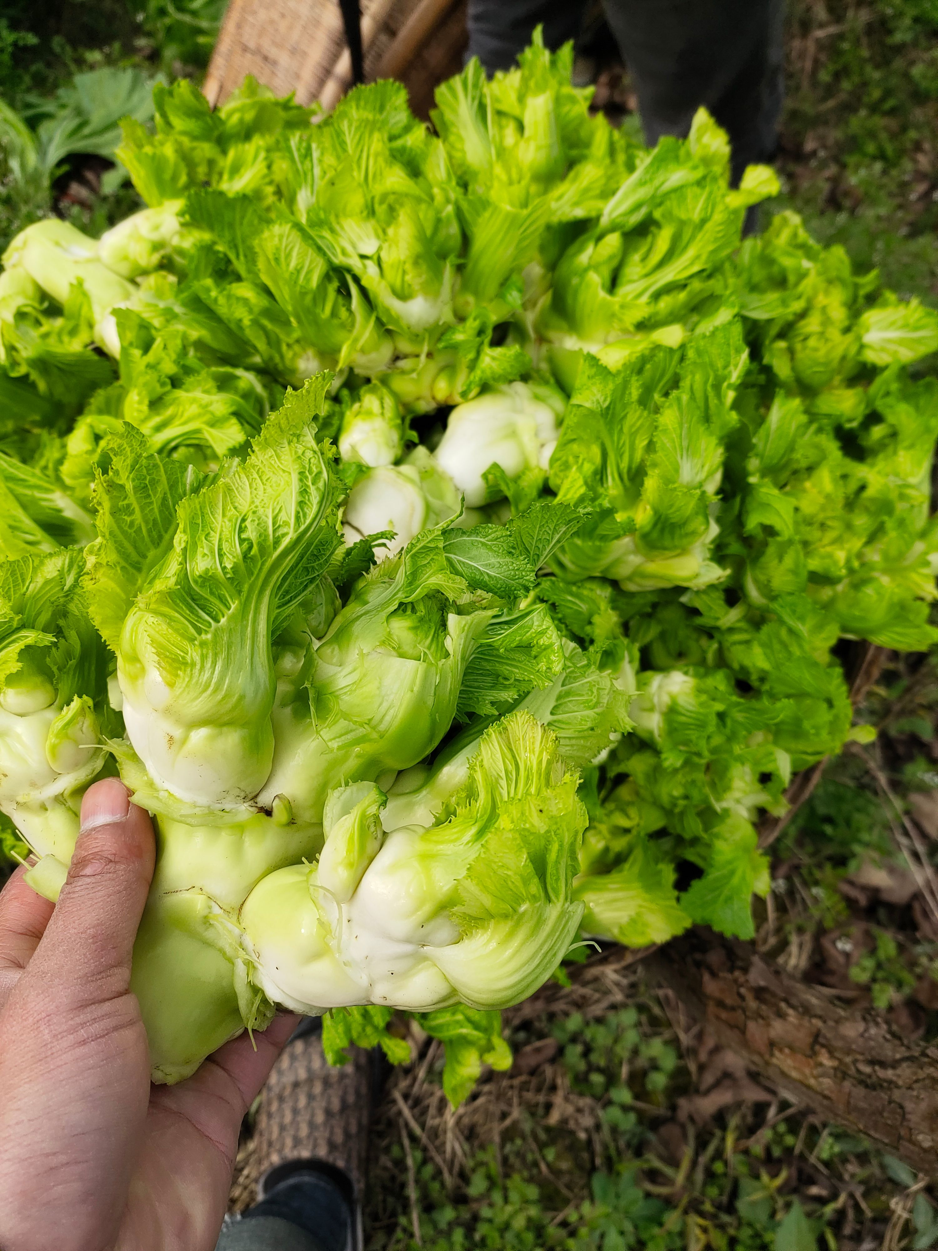 儿菜大量上市，基地500亩，品质好，价格实惠，