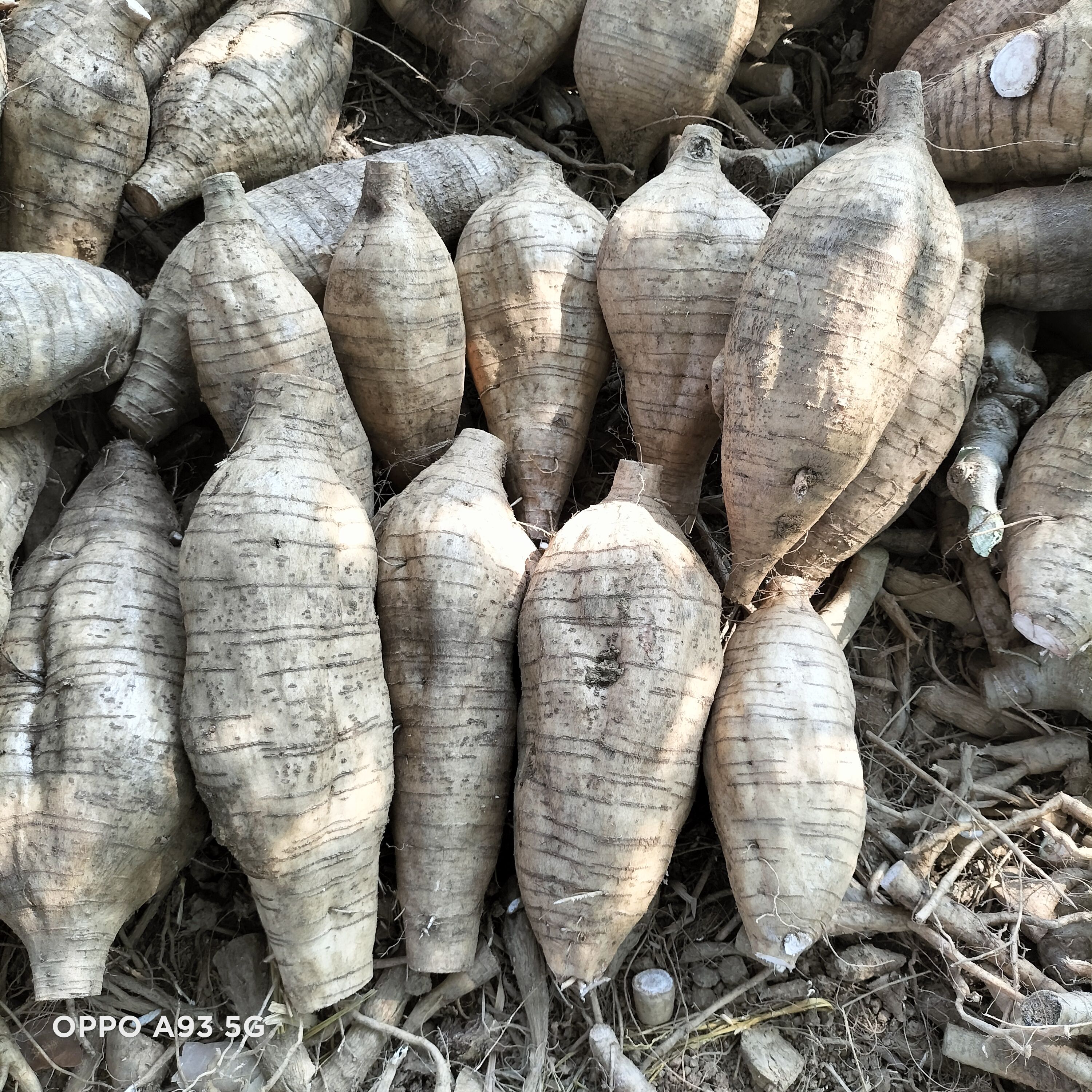 广西平南无楂粉葛万亩基货源充足物美价廉