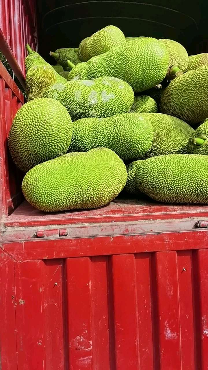 版纳恒绿菠萝蜜