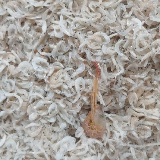 苍南县 咸干虾皮