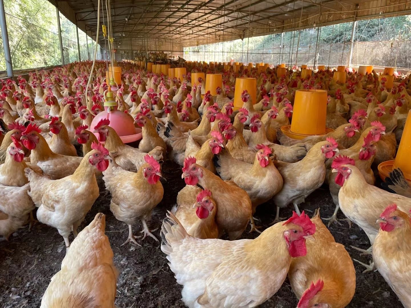 肉鸡 3-4斤 活体发货 公母混合 