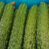 凌源市刺黄瓜 精品京绿密刺