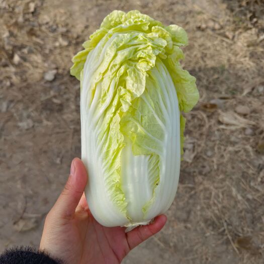亳州娃娃菜