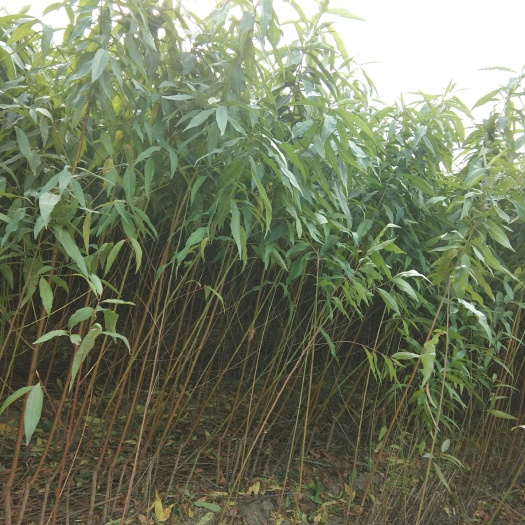 西华县黄金蜜3号苗 桃树苗