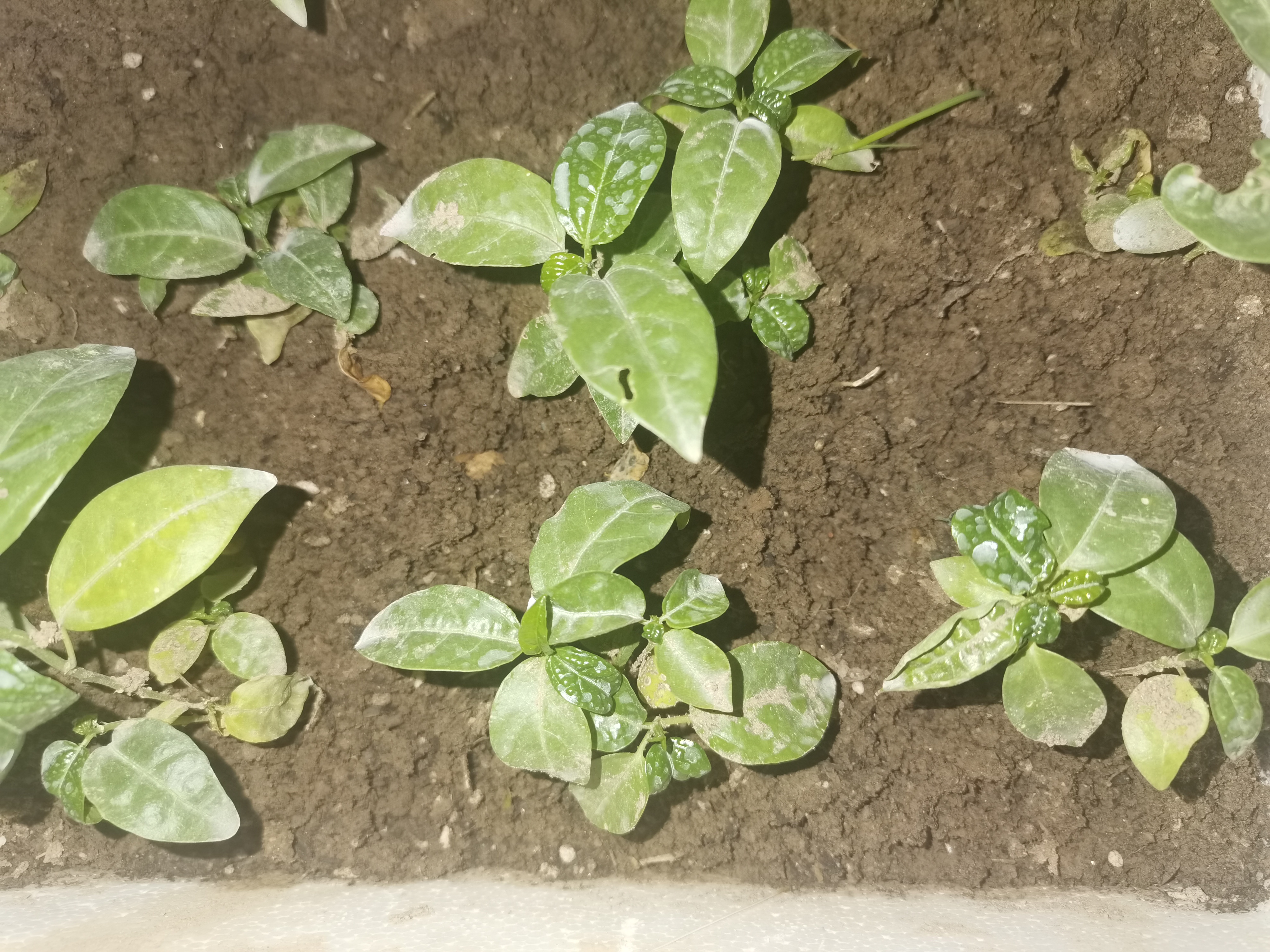 老师您好想咨询一下刚移植的百香果小苗新发的叶片发皱是土壤的原因