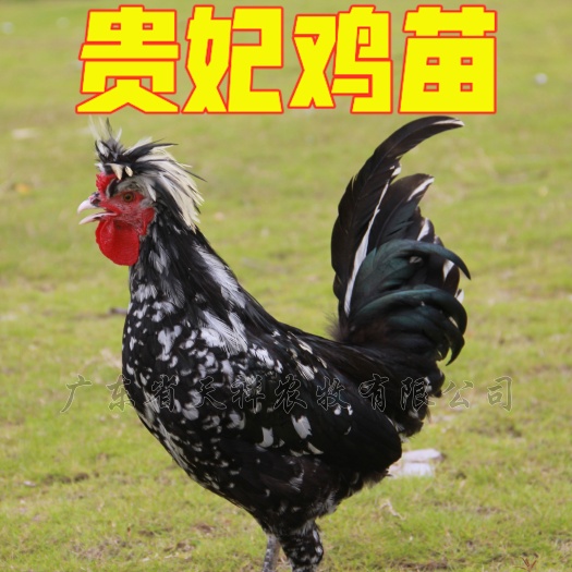 广州贵妃鸡苗 贵妃鸡 珍禽养殖 广东鸡苗批发