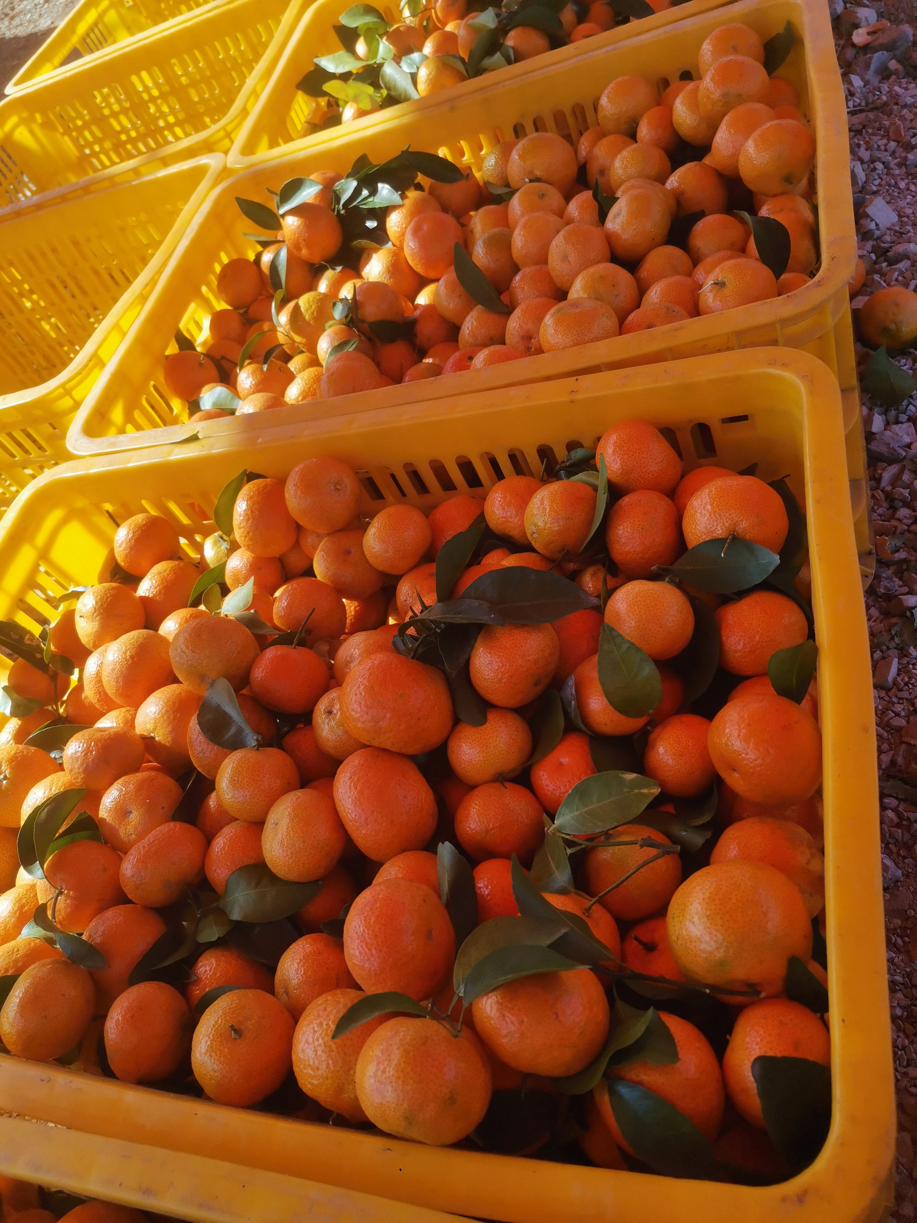 本地沙糖桔开始大量上市了，可以收百家果也可以定园，