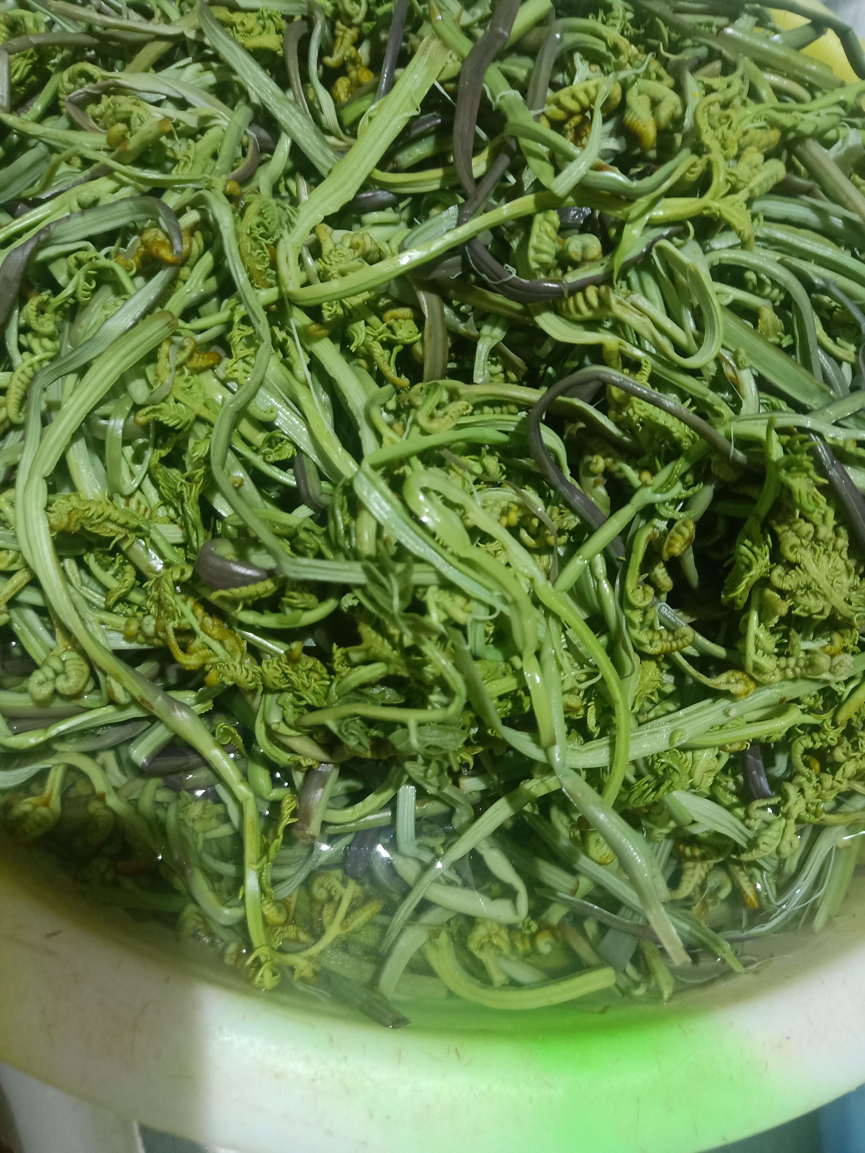 云南普洱山蕨菜_水煮蕨菜